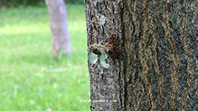 dog day cicada