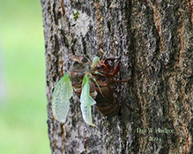 dog day cicada