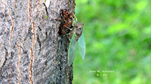 dog day cicada
