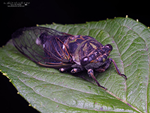 dog day cicada
