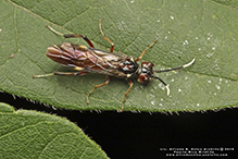 dogwood sawfly (Macremphytus testaceus)