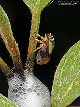 dogwood spittlebug dogwood spittlebug