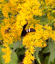 double-banded scoliid wasp