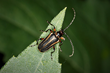 double-lined longhorn beetle
