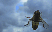 drone fly (Eristalis sp.)