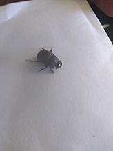 dung beetle (Scarabaeinae)