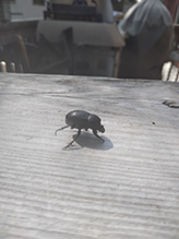 dung beetle (Scarabaeinae)