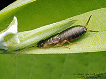 European earwig