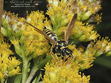 European paper wasp