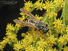 European paper wasp