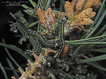 European pine sawfly
