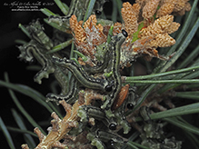 European pine sawfly