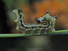 European pine sawfly