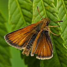 European Skipper