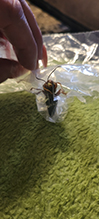 eastern cicada-killer wasp