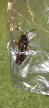 eastern cicada-killer wasp