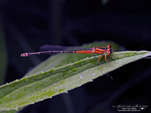 eastern forktail