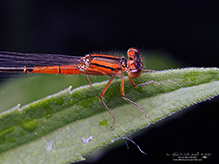 eastern forktail