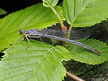 eastern forktail