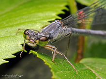 eastern forktail