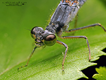 eastern forktail