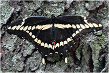 eastern giant swallowtail