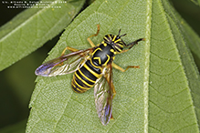 eastern hornet fly