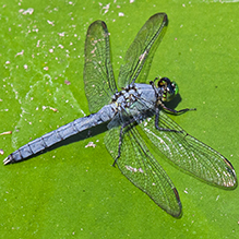 eastern pondhawk