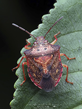 eastern red-rimmed dendrocoris