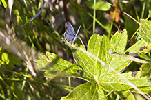 eastern tailed-blue