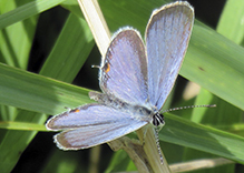 eastern tailed-blue