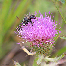 eastern thistle longhorn bee