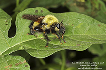 eastern yellow-backed laphria