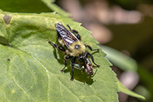 eastern yellow-backed laphria