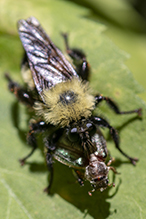 eastern yellow-backed laphria