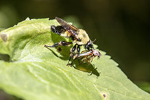 eastern yellow-backed laphria