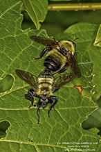 eastern yellow-backed laphria