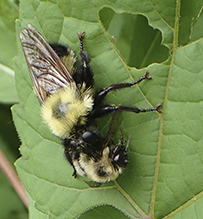 eastern yellow-backed laphria