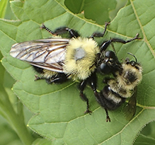 eastern yellow-backed laphria