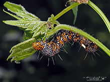 eight-spotted forester moth