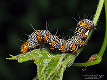 eight-spotted forester moth