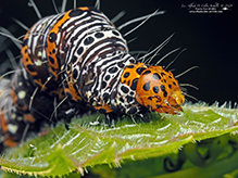 eight-spotted forester moth