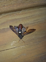 elm sawfly