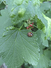 eye-spotted lady beetle