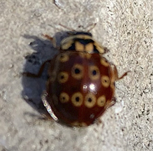 eye-spotted lady beetle