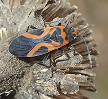 false milkweed bug