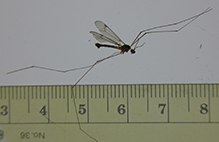 ferruginous tiger crane fly