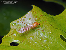 ferruginous tiger crane fly