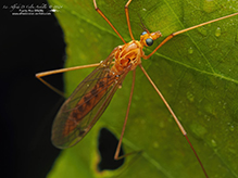 ferruginous tiger crane fly