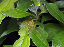 ferruginous tiger crane fly